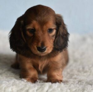 Daschund puupy