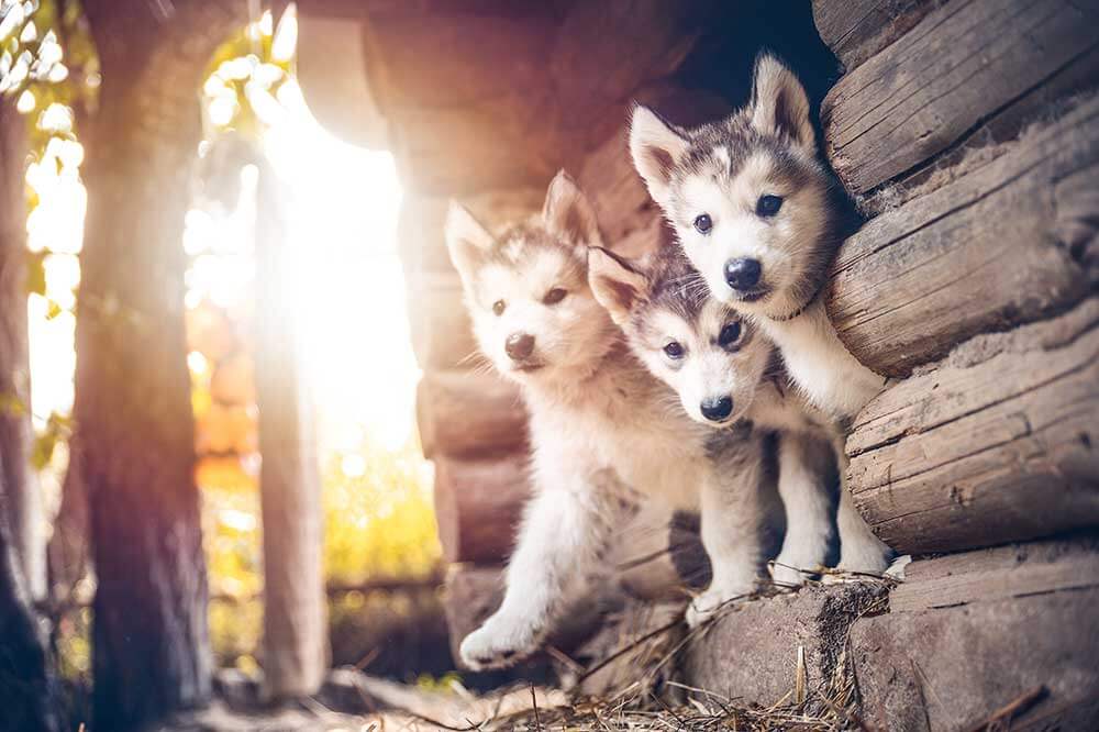 Alaskan Malamute