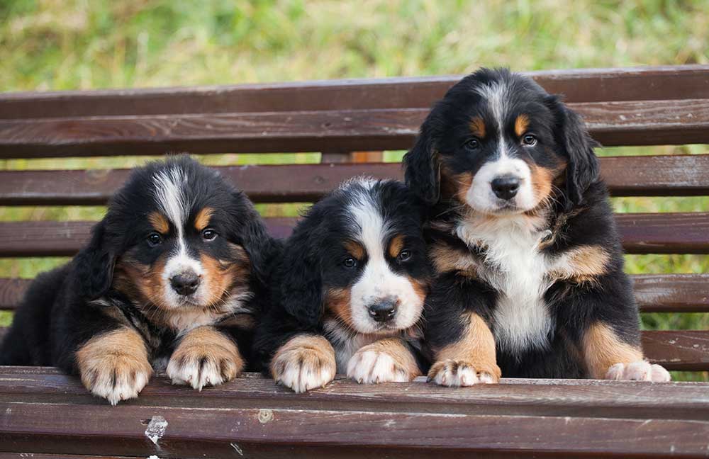 Bernese Mountain Dog