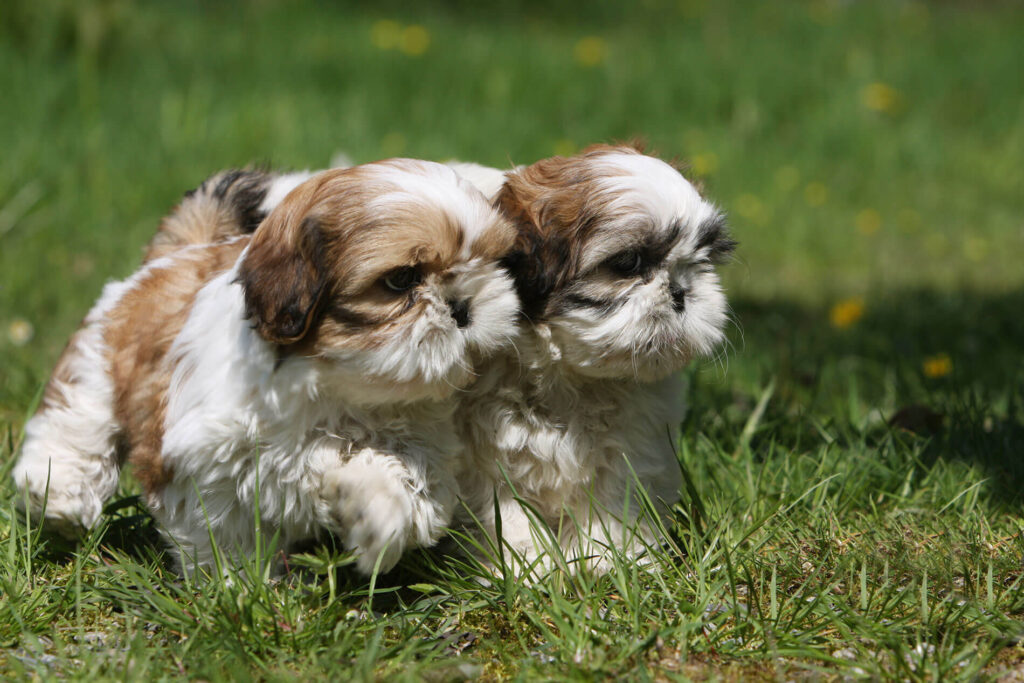 Shih Tzu