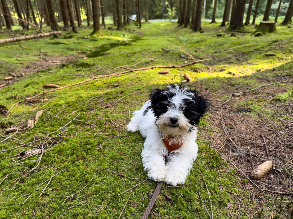 Bolonka Puppy