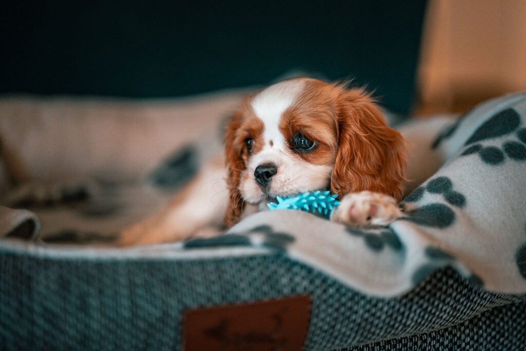 Cavlier King Charles