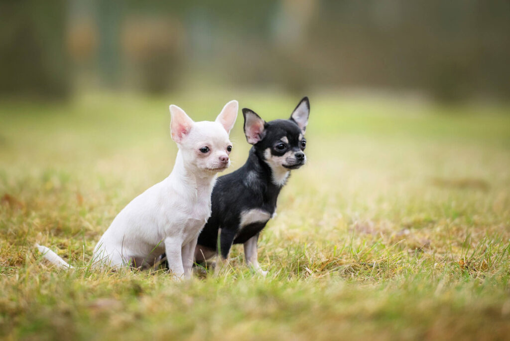 Chihuahua Pups