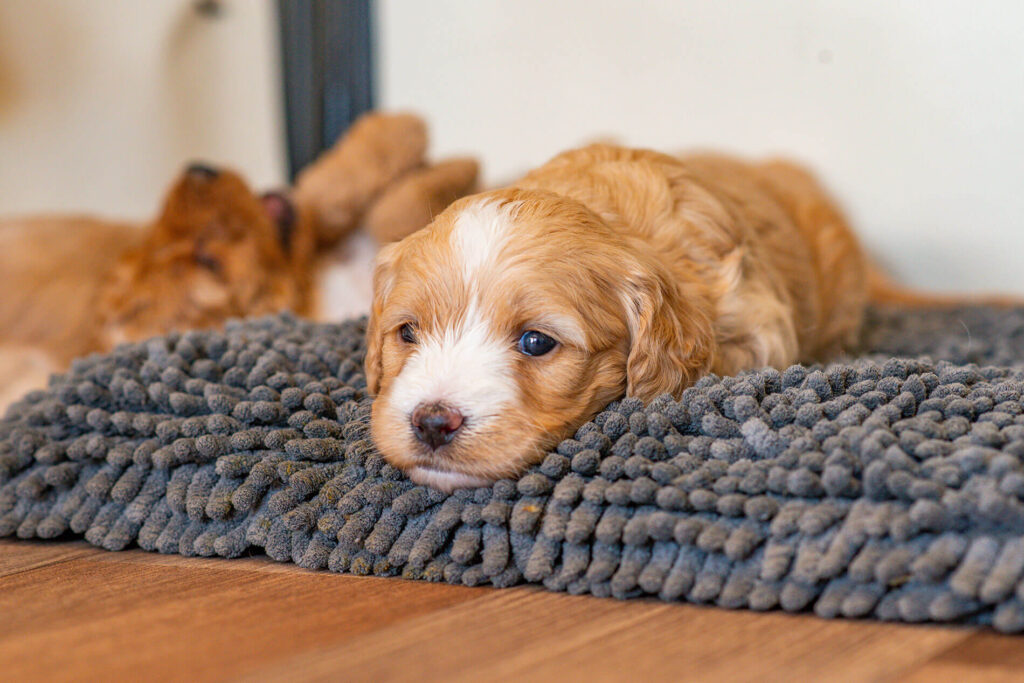 Cockapoo