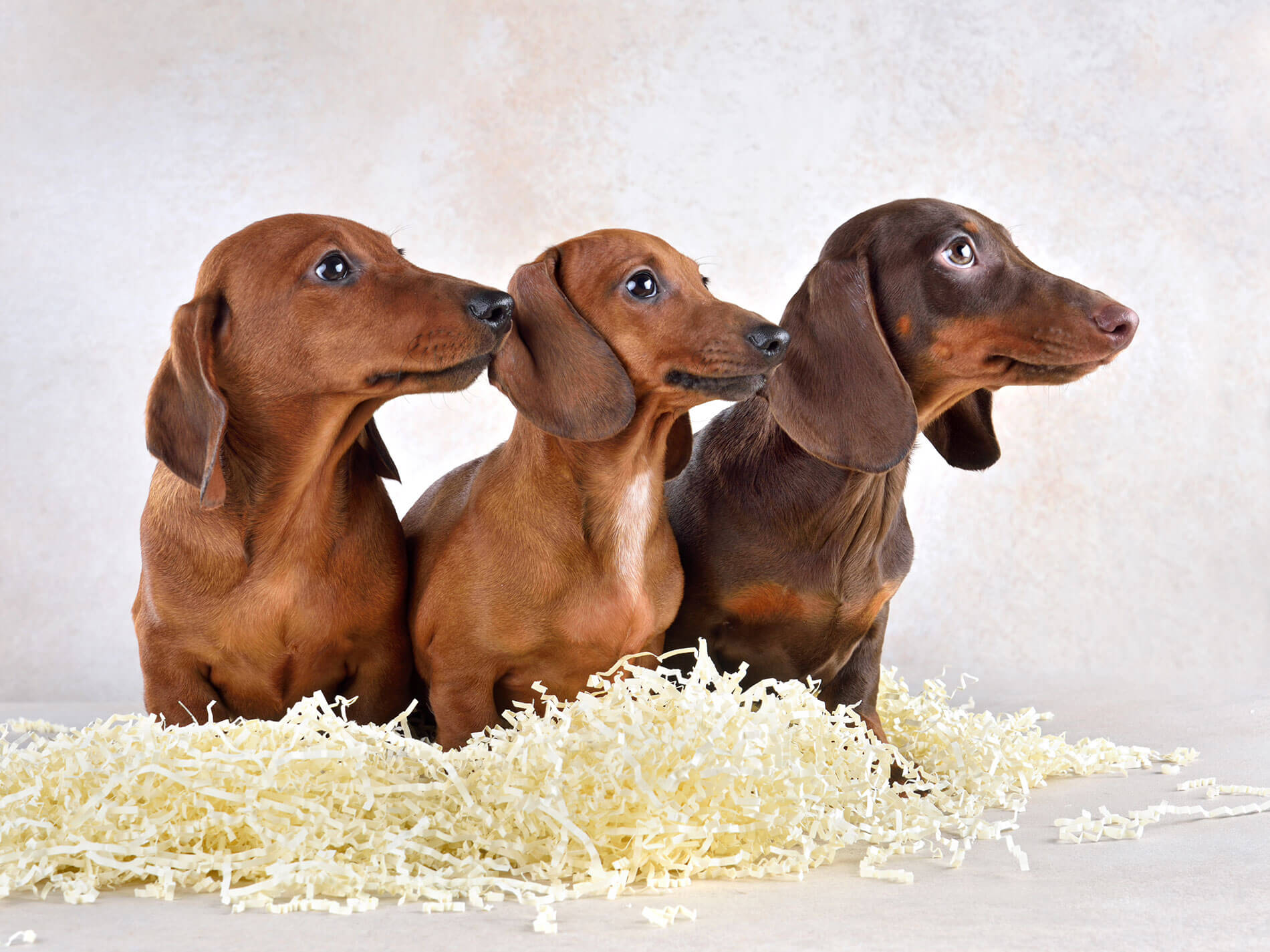 Daschund Puppies