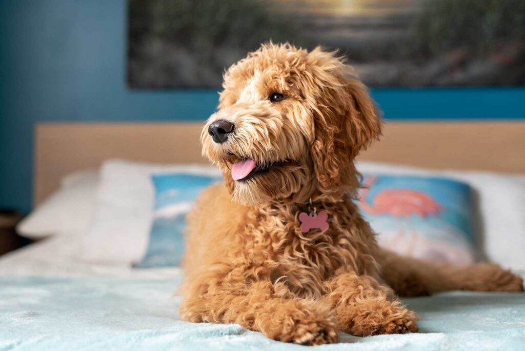 Golden Doodle