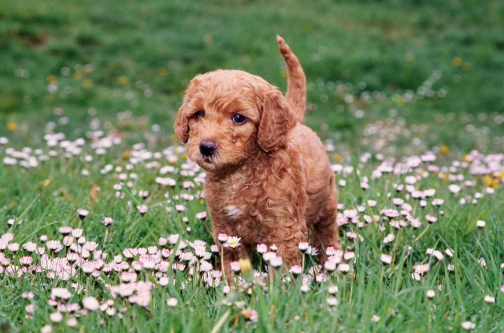 Labradoodle