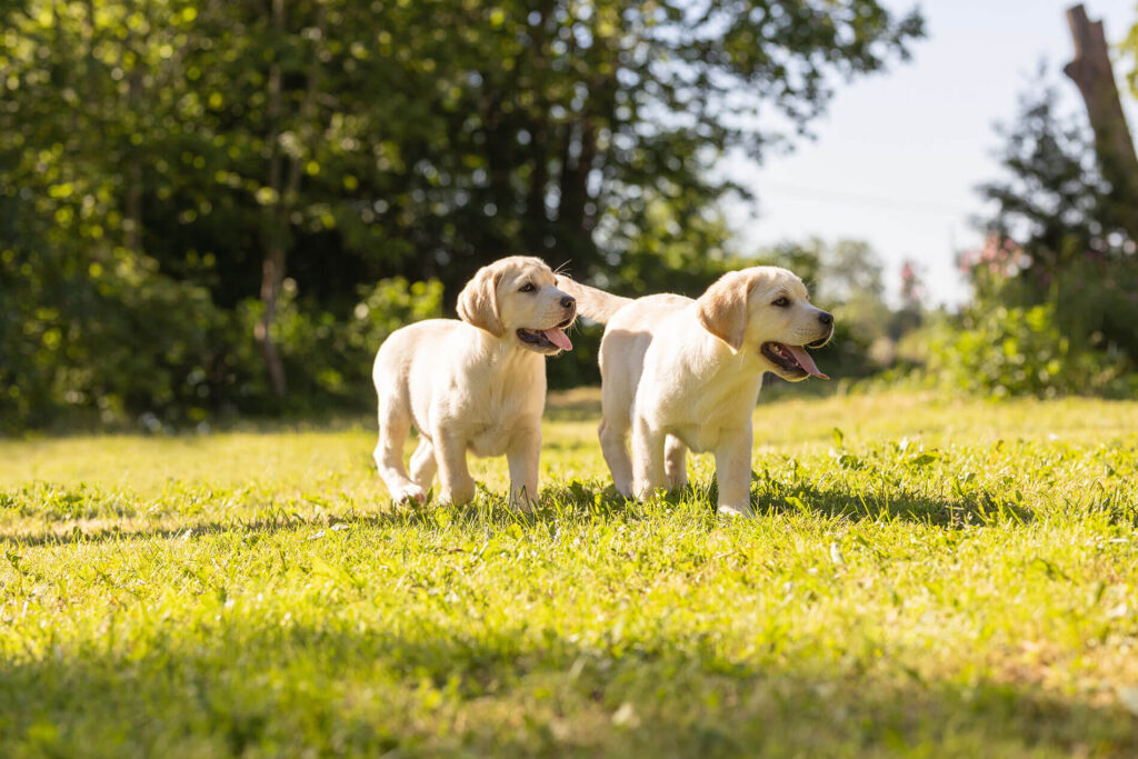Labrador Puppies