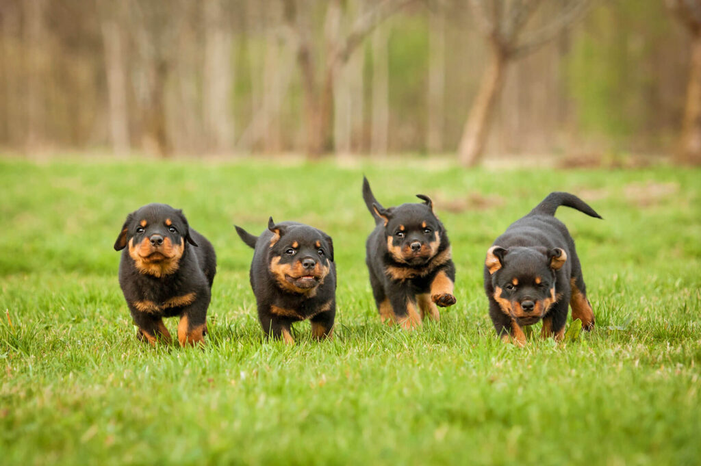 Rotweiler puppies