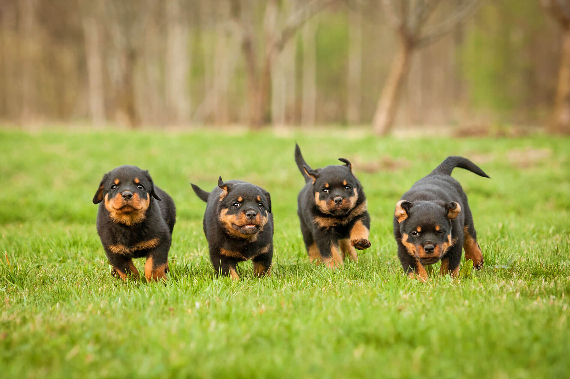 Rotweiler puppies