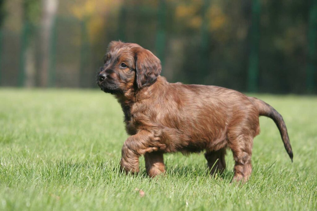 Briard Puppy