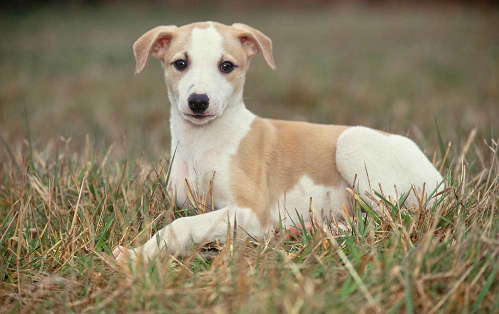Whippet Puppy