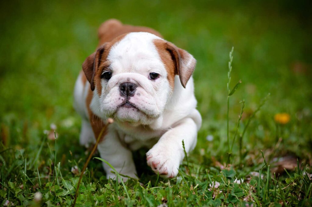 bulldog puppy