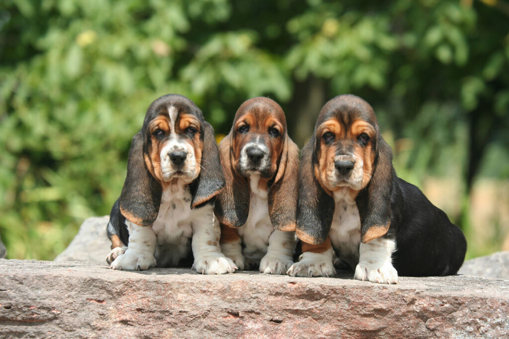 Basset hound