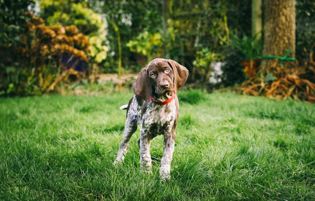 German Short-Haired Pointer