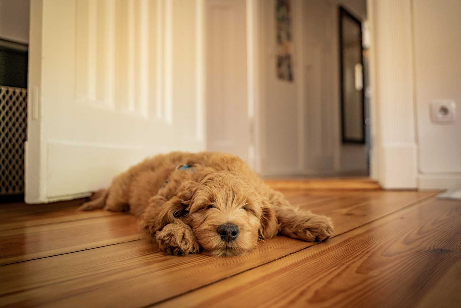 golden doodle