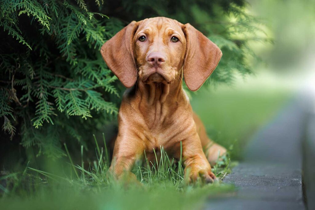 Hungarian Vizsla
