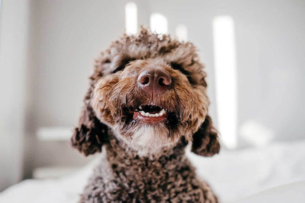Spanish Water Dog