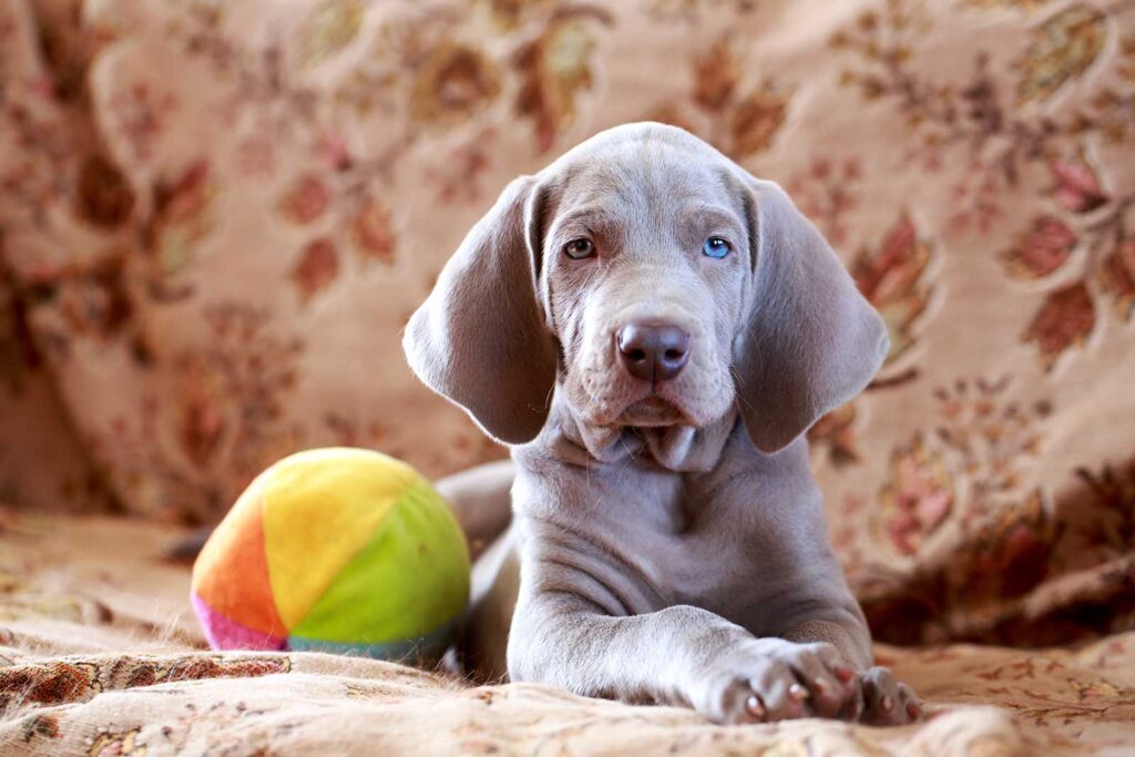 Weimaraner