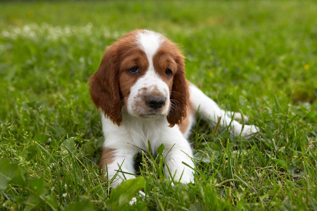 Welsh Springer Spaniel