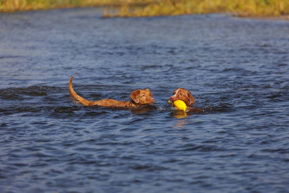 Nova Scotia Duck Tolling Retriever