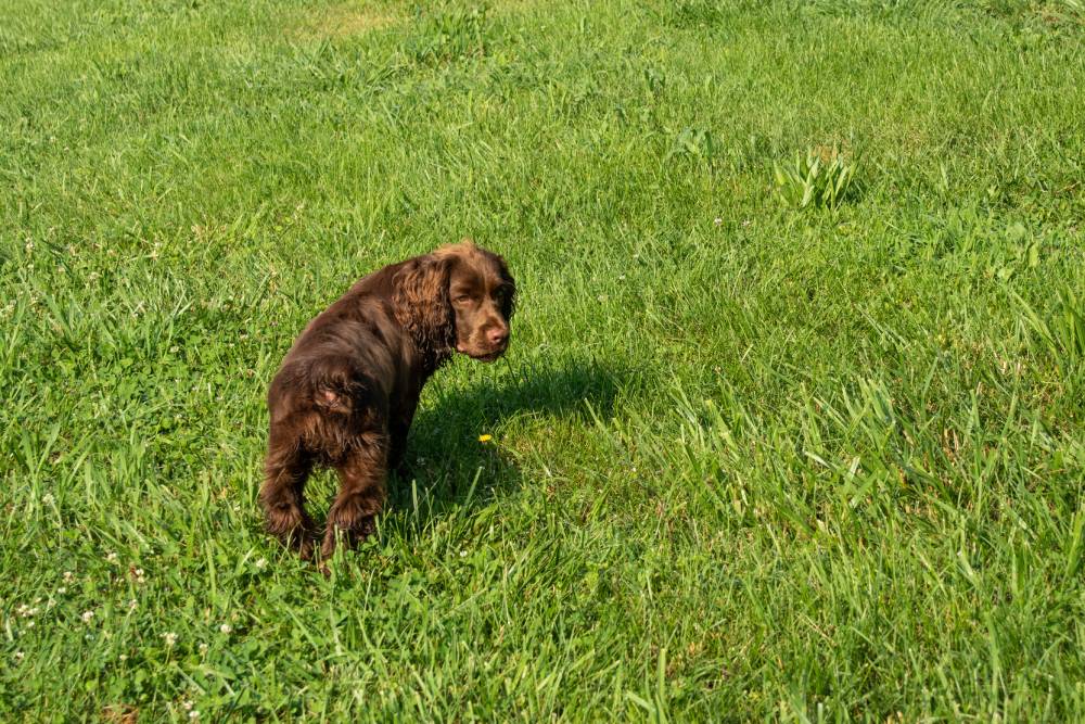 Sussex Spaniel