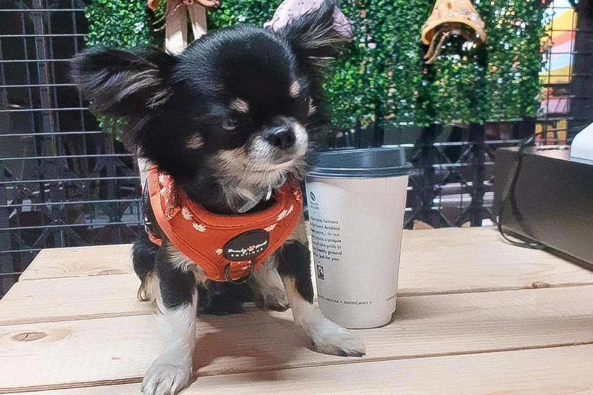 uk smallest dog owner breeding illegally