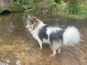 Rough Collie
